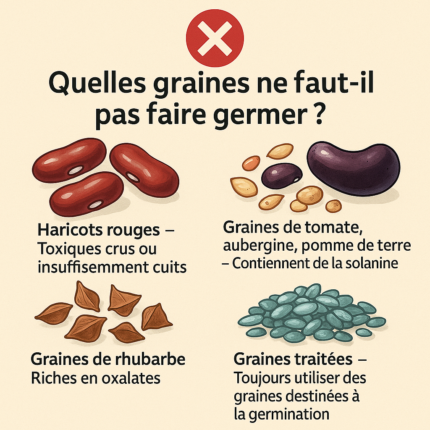 Infographie sur fond crĂšme avec un gros X rouge et le titre « Quelles graines ne faut-il pas faire germer ? », illustrant quatre types de graines : haricots rouges, graines de tomates/aubergines/pommes de terre, graines de rhubarbe et graines traitĂ©es, chacune accompagnĂ©e dâun avertissement.