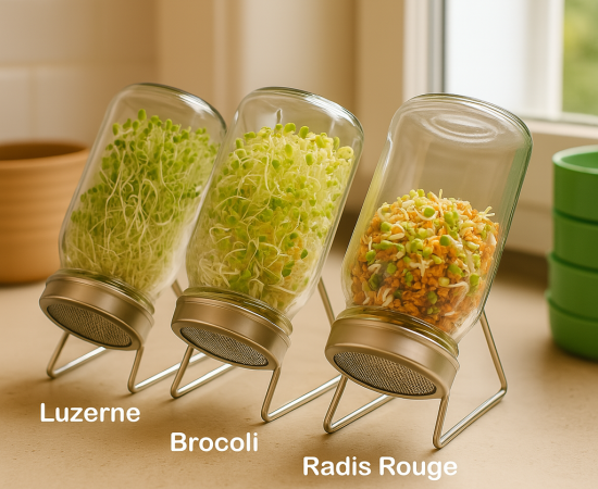 Germination maison bocaux de graines germées en lumière naturelle Trois bocaux de germination en verre contenant des graines germées d’alfalfa, de radis et de brocoli, sur un plan de travail lumineux.